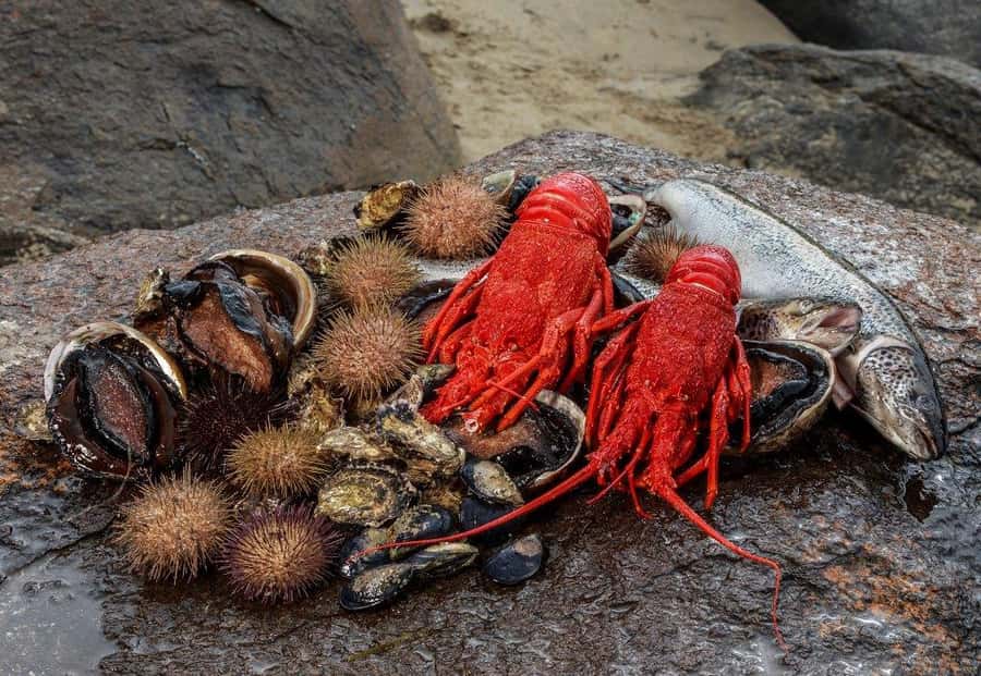 Hobart: Full-Day Tasmania Gourmet Seafood Cruise - Key things you should know before you go