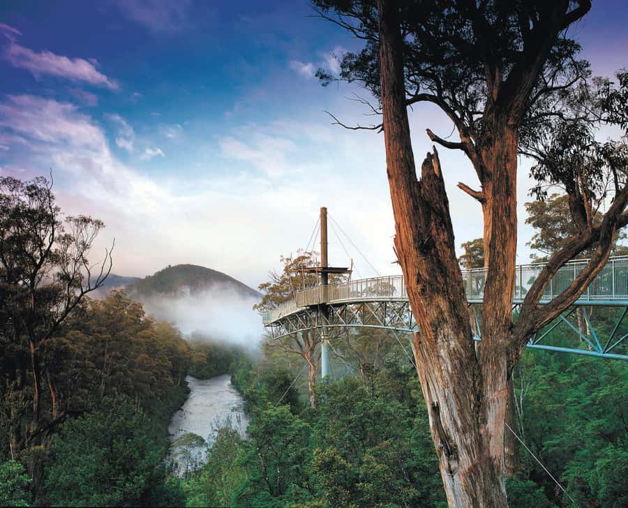 Hobart: Hastings Cave, Tahune Airwalk and Huon Tasting Trail - From Hobart to Huonville, coffee and orchard stories