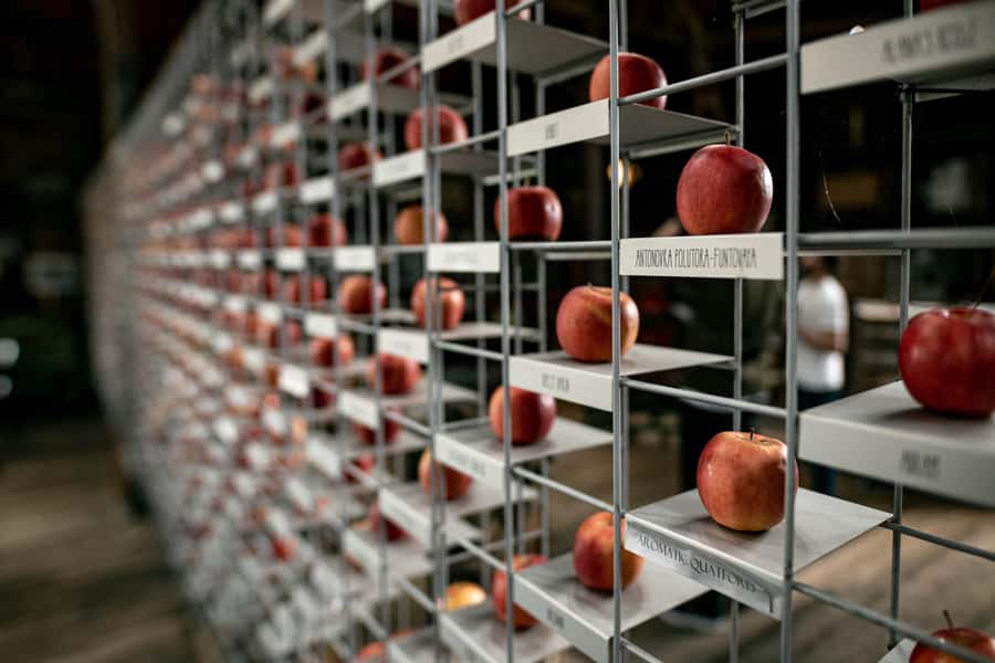 Hobart: Hastings Cave, Tahune Airwalk and Huon Tasting Trail - Lunch timing and how to plan your day before Hastings Caves