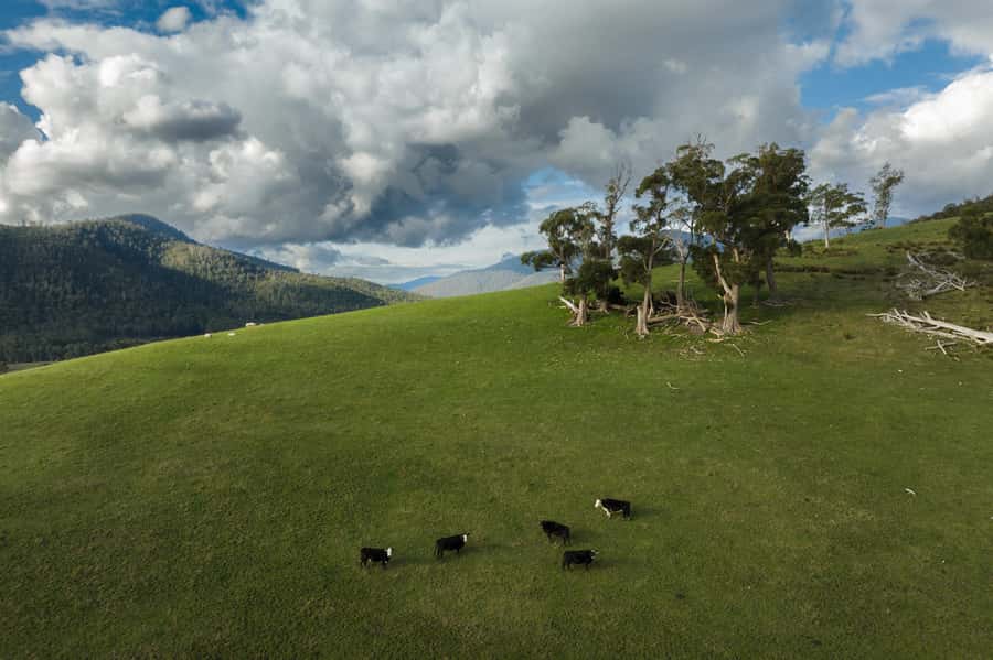 Hobart: Hastings Cave, Tahune Airwalk and Huon Tasting Trail - The guides and pacing: why Pascal, Bryony, and Spud earn the praise