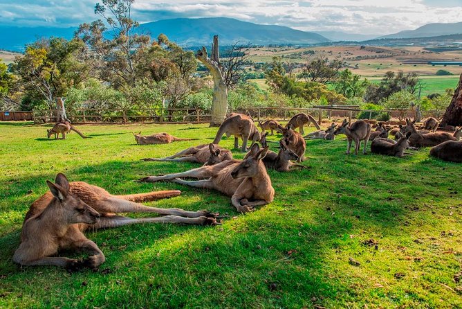 Hobart Highlights Day Tour - Salamanca Market on Saturdays, and Why 90 Minutes Is the Sweet Spot