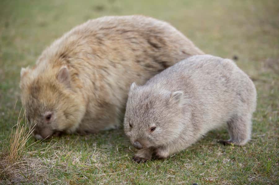 Hobart: Maria Island National Park Active Full-Day Tour - Hobart to the ferry: the early start that protects your day