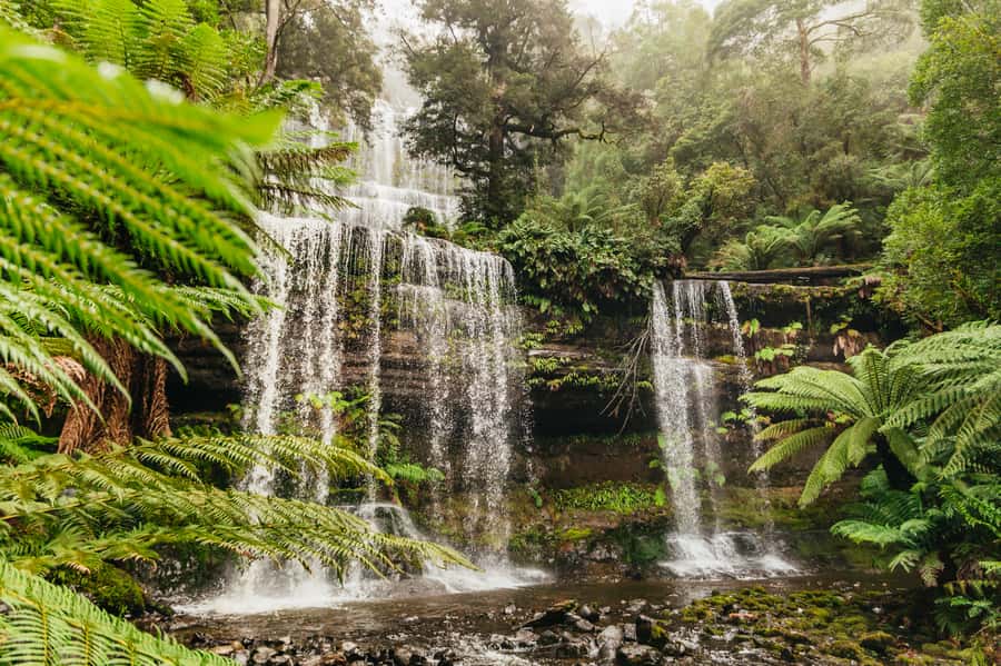 Hobart: Mt Wellington, Mt Field, Bonorong and Richmond Trip - A 9-hour Hobart wildlife sampler that stays organized