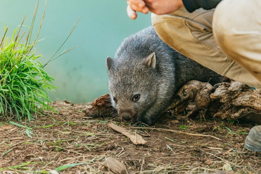Hobart: Mt Wellington, Mt Field, Bonorong and Richmond Trip - The New Norfolk story stop before the wildlife