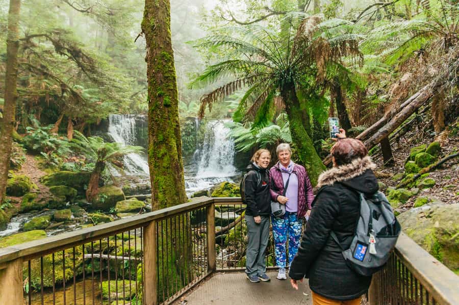 Hobart: Mt Wellington, Mt Field, Bonorong and Richmond Trip - Bonorong Wildlife Sanctuary: hand-feed roos and meet Tasmanian devils