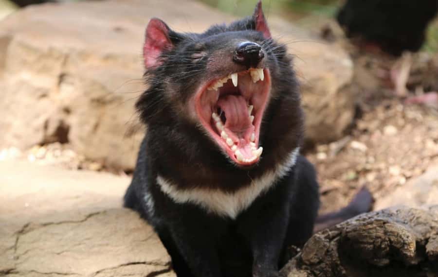 Hobart: Mt Wellington, Richmond, & Bonorong Wildlife Tour - Who this tour suits best (and who might not)