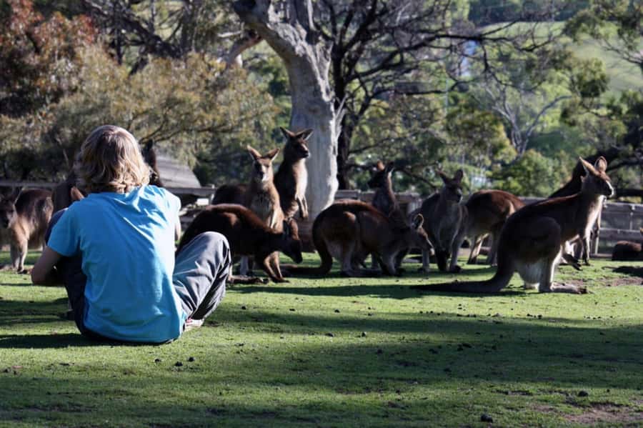 Hobart: Mt Wellington, Richmond, & Bonorong Wildlife Tour - Final verdict: should you book this Hobart tour?