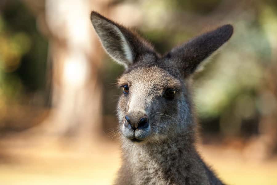 Hobart: Port Arthur, Richmond & Tassie Devil - Active Tour - Small-Group Comfort, Bus Reality, and the Best Way to Handle a Long Day
