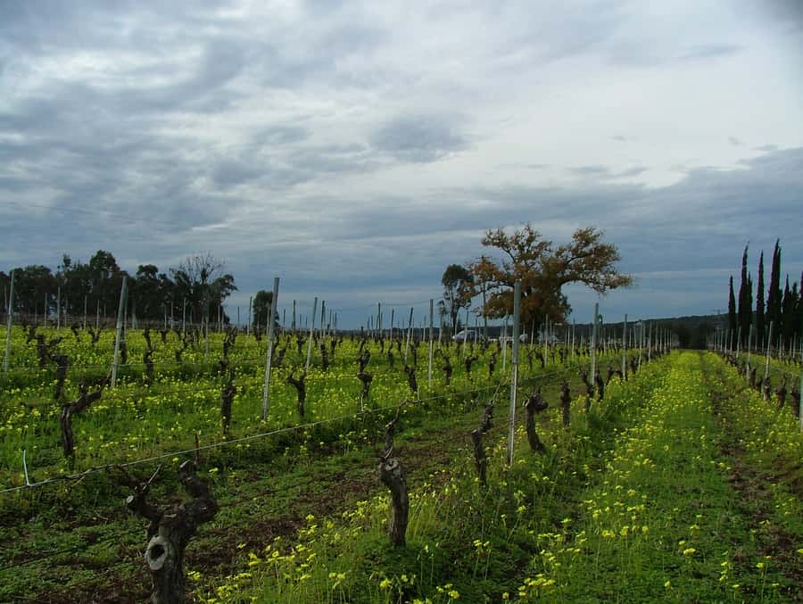 Hunter Valley: Uncork the Hunter Full-Day Wine Tour - Lunch, Tastings, and the Real Question: Is the Day Too Much?