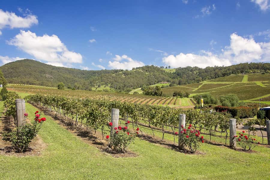 Hunter Valley: Wine Tour with 3 Tastings and Garden Lunch - Small-group logistics, what to bring, and what can trip you up