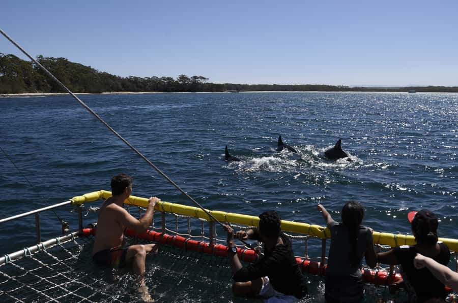 Huskisson: Dolphin Cruise & Boom Netting Experience - Quick hits before you go