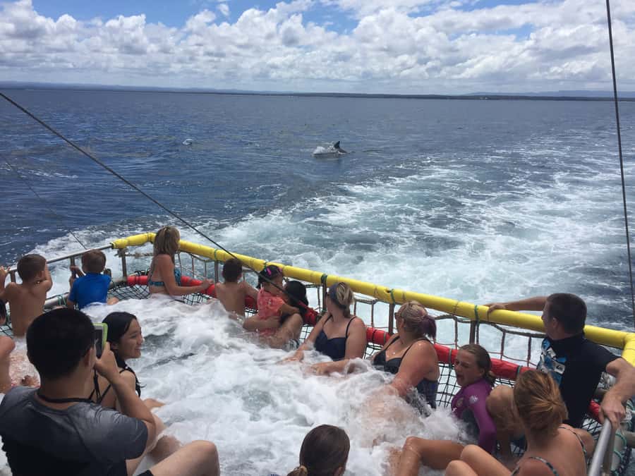 Huskisson: Dolphin Cruise & Boom Netting Experience - Jervis Bay’s bottlenose reputation, and why you’ll feel it on the water