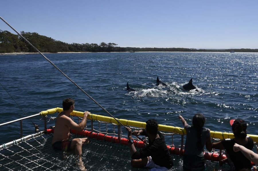 Huskisson: Dolphin Cruise & Boom Netting Experience - What makes Jervis Bay feel special without doing extra work
