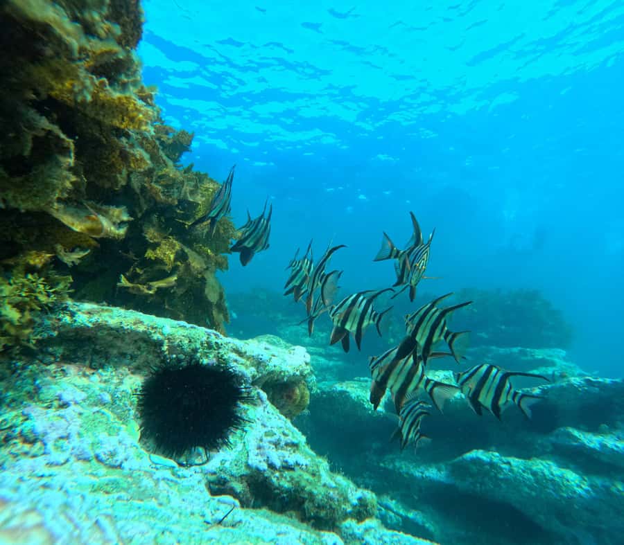 Jervis Bay: Guided Snorkelling Tour with expert guide - Snorkelling safety first: technique coaching without the ego