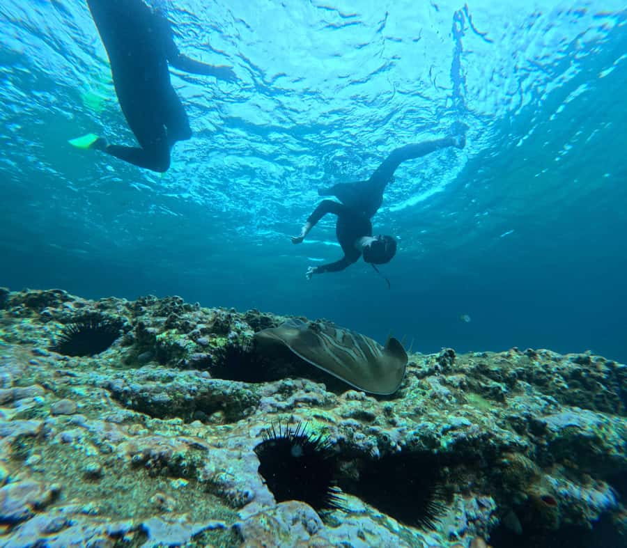 Jervis Bay: Guided Snorkelling Tour with expert guide - Underwater highlights in Jervis Bay: what you may spot