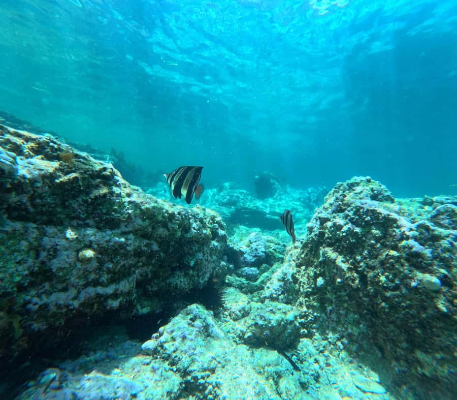 Jervis Bay: Guided Snorkelling Tour with expert guide - Photos, videos, and the small perks that help you relax