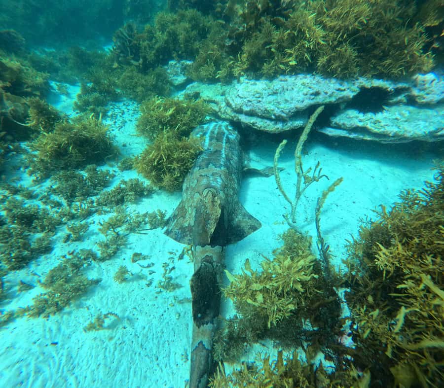 Jervis Bay: Guided Snorkelling Tour with expert guide - Price and value: is $81 good for 3 hours?