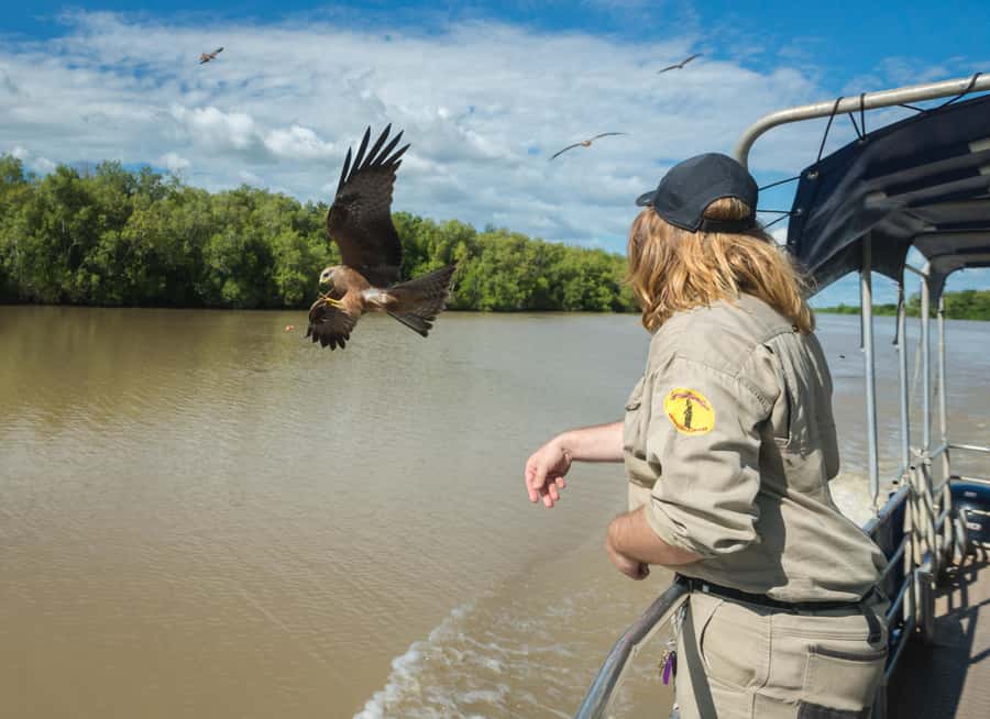 Jumping Crocodile Cruise from Darwin Half-Day Scenic Trip - The 1-hour Jumping Crocodile Cruise, what you’ll actually see