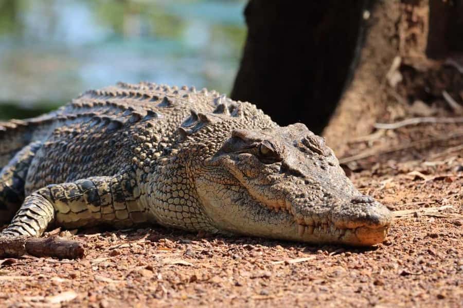 Jumping Crocodile Cruise from Darwin Half-Day Scenic Trip - Wildlife spotting in the Marrakai wetlands, it’s not only crocs