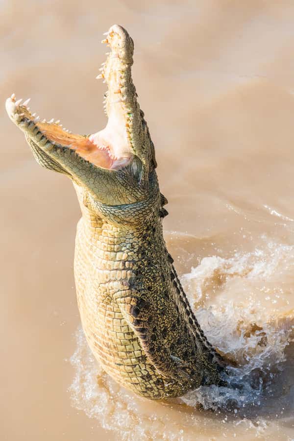 Jumping Crocodile Cruise from Darwin Half-Day Scenic Trip - Guide style, names you might hear, and how to get more out of the day