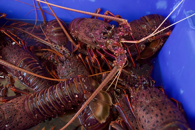 Kalbarri Rock lobster Pot Pull Tour in Kalbarri - After the Haul: Taking Western Rock Lobster Home