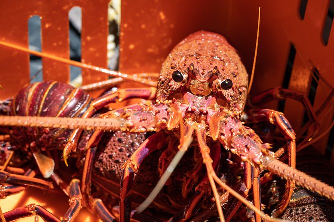 Kalbarri Rock lobster Pot Pull Tour in Kalbarri - Should You Book the Kalbarri Rock Lobster Pot Pull Tour?
