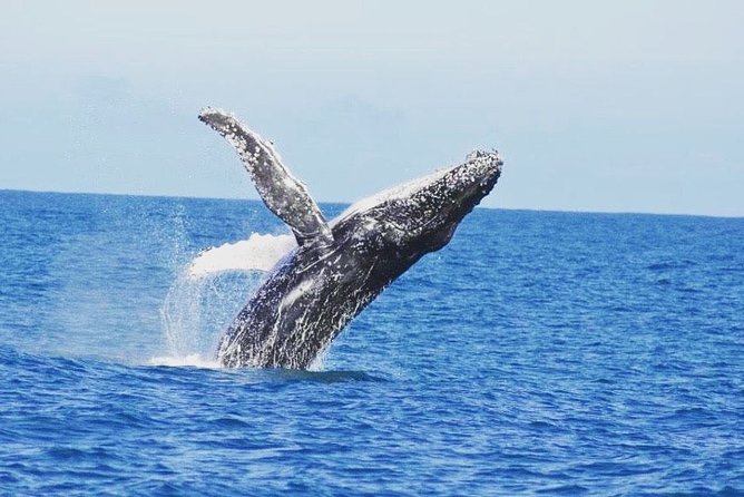 Kalbarri Sunset Cruise along the Coastal Cliffs - Jacques Point and the Jakes surf stop, plus dolphins and whale luck