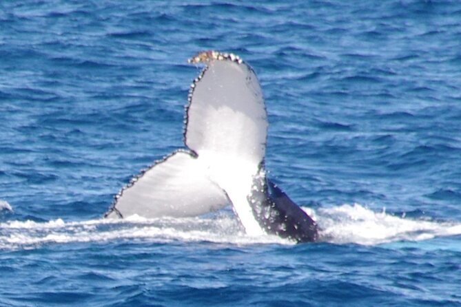 Kalbarri Whale Watching Tour - Key Highlights Worth Your Attention