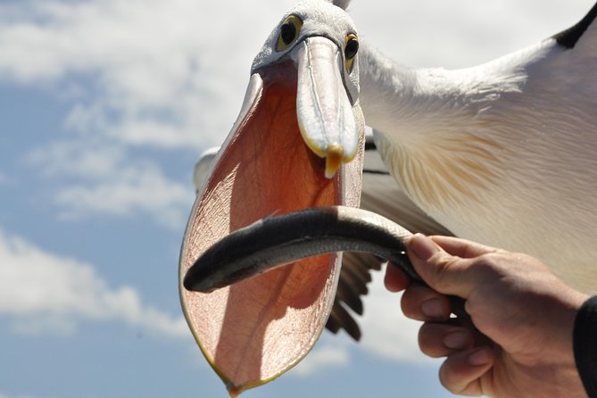 Kalgan Queen Scenic Cruises a four hour sheltered water wildlife tour daily fun. - Emu Point morning: what you’re actually planning for