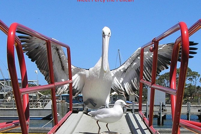 Kalgan Queen Scenic Cruises a four hour sheltered water wildlife tour daily fun. - Sheltered waters on the Kalgan Queen: comfort you can feel