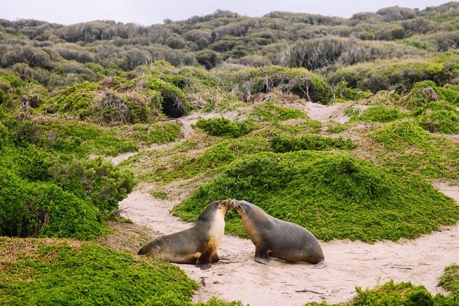 Kangaroo Island 2-Day Wildlife Adventure Small Group tour - Kingscote coffee break: why the short free time is a good idea