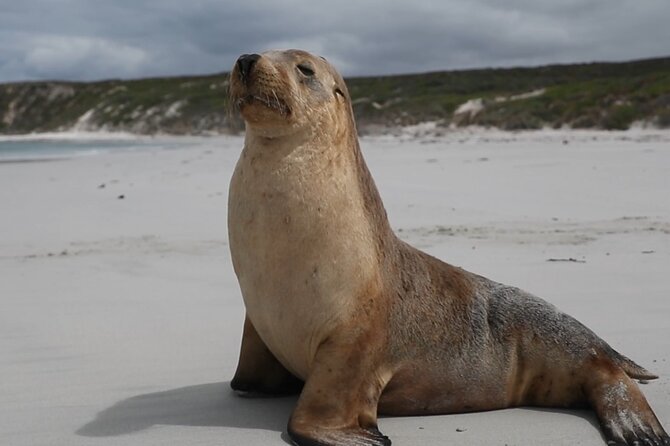 Kangaroo Island 2-Day Wildlife Adventure Small Group tour - Emu Bay Lavender Farm and lunch: local flavor with a calm pace