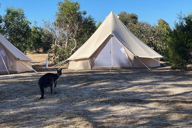Kangaroo Island 2-Day Wildlife Adventure Small Group tour - Cygnet River Duck Lagoon Koala Walk: the moment wildlife feels personal