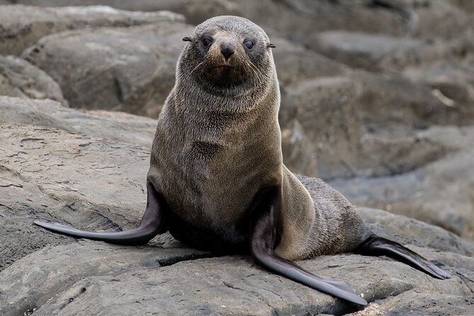 Kangaroo Island 75-Minute Coastal Safari - What the live commentary adds (and why it’s worth it)