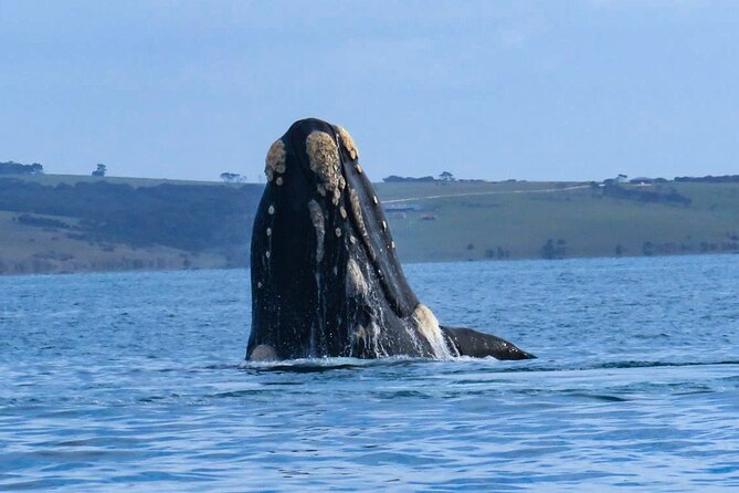 Kangaroo Island 75-Minute Coastal Safari - Small group and crew style: the “you can actually see” factor