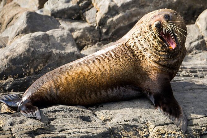 Kangaroo Island 75-Minute Coastal Safari - Gear, comfort, and what to wear so you don’t get cranky