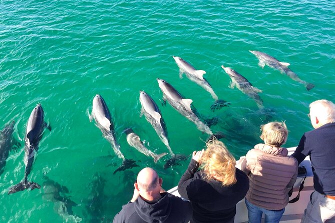 Kangaroo Island: 75-Minute Coastal Safari - Wildlife odds: how dolphins, seals, and sea eagles fit together