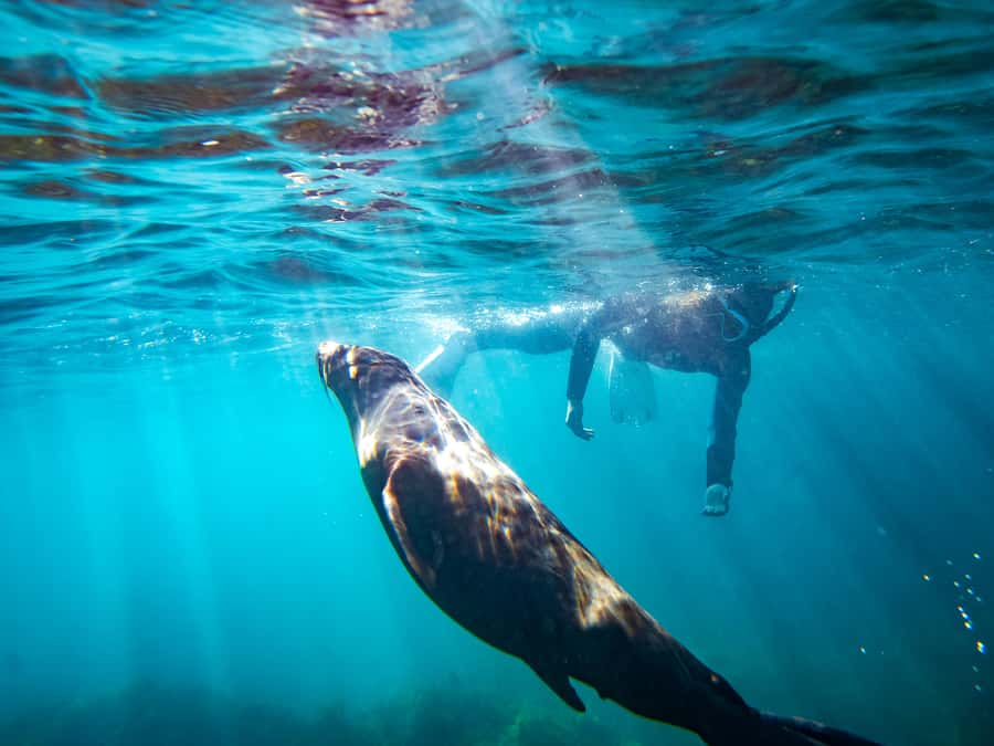 Kangaroo Island: Dolphin, Seal, and Swimming Boat Tour - Key things to love (and expect) on this KI swim tour