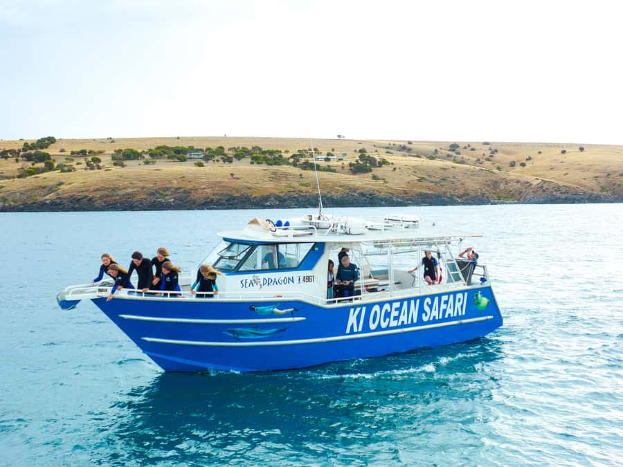 Kangaroo Island: Dolphin, Seal, and Swimming Boat Tour - From Penneshaw to the open water: how the 2 hours plays out