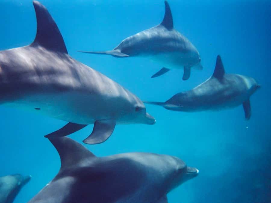 Kangaroo Island: Dolphin, Seal, and Swimming Boat Tour - Seals first: why this snorkeling option is so playful
