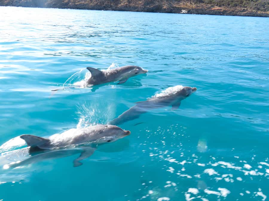 Kangaroo Island: Dolphin, Seal, and Swimming Boat Tour - Price and value: what $138 buys you in real terms