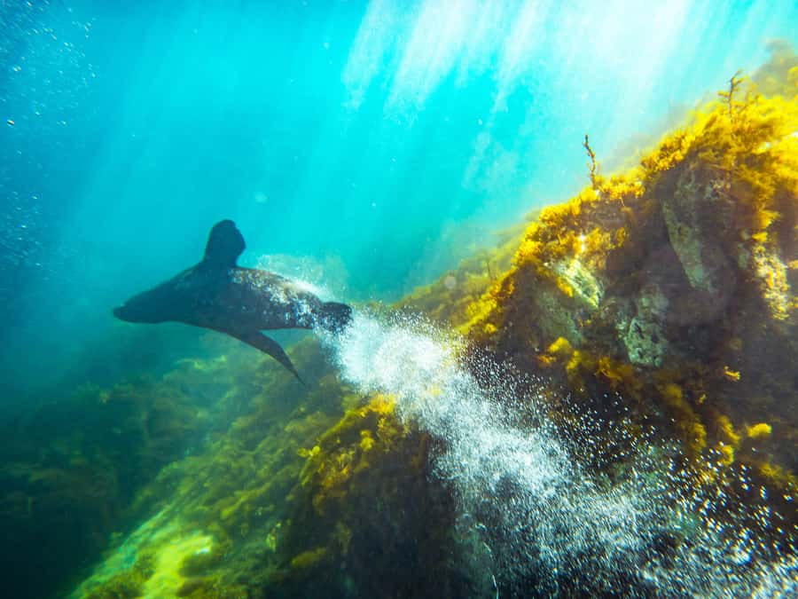 Kangaroo Island: Dolphin, Seal, and Swimming Boat Tour - Should you book? My straightforward take