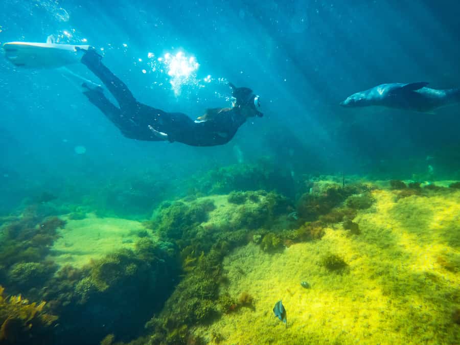 Kangaroo Island: Dolphin, Seal, and Swimming Boat Tour - What’s included: wetsuit, snorkel setup, life jackets, and the hot shower
