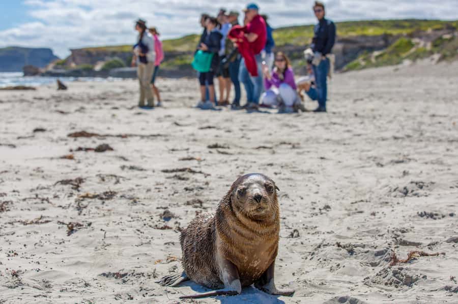 Kangaroo Island Full Day Experience by Ferry Including Lunch - Pace and Logistics: The Real Trade-Off