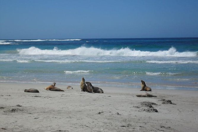 Kangaroo Island in a Day Tour from Adelaide - Price and Logistics: What You’re Really Paying For