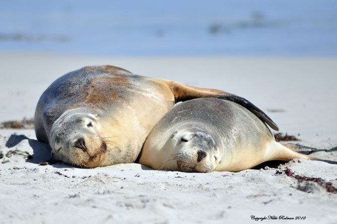Kangaroo Island Indigenous Tour (1 Day) - Vivonne Bay lunch: a creator story at the table
