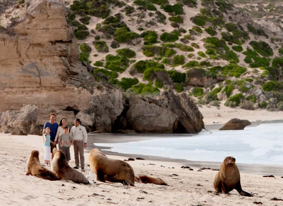 Kangaroo Island: Scenic, Nature & Wildlife Tour - Your day on Kangaroo Island, in plain English