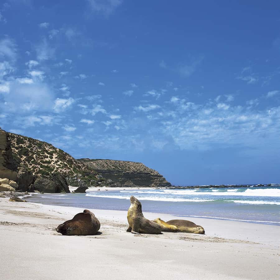 Kangaroo Island: Scenic, Nature & Wildlife Tour - Price and value: what you pay for at $282