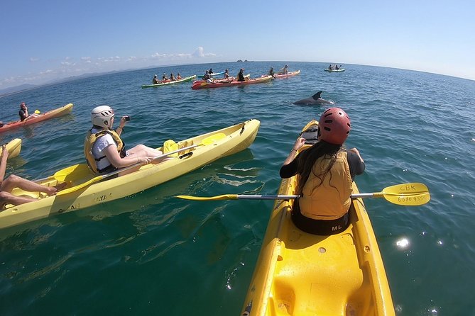 Kayaking with Dolphins in Byron Bay Guided Tour - Key things to know before you book