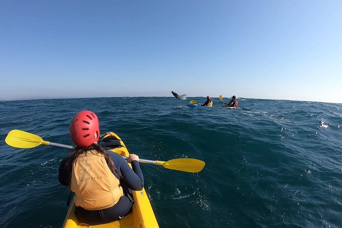 Kayaking with Dolphins in Byron Bay Guided Tour - Price and value: about $63.83 for a guided dolphin kayak day